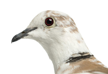 African Collared Dove, Streptopelia roseogrisea