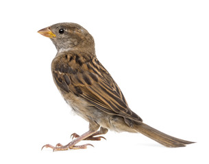 House Sparrow against white background