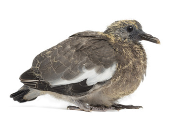 Young Common Wood Pigeon, Columba palumbus