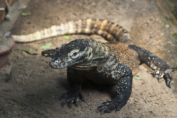 Komodo dragon largest lizard of the world