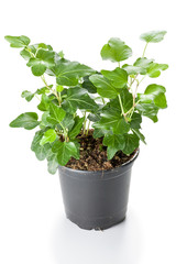 Green Ivy (Hedera helix) in pot