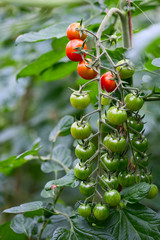 Closeup of growing cherry tomatoes