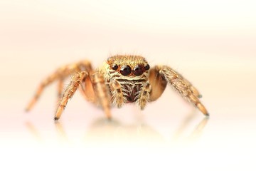 jumping spider
