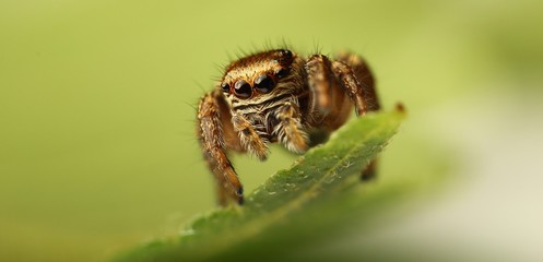 jumping spider on a green leaf
