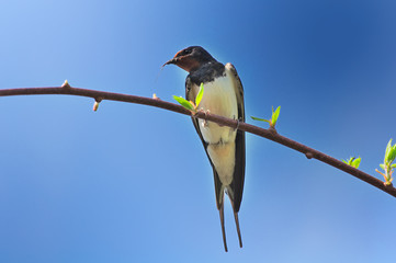 Spring Swallow Sitting on Tree Branch © Vidady