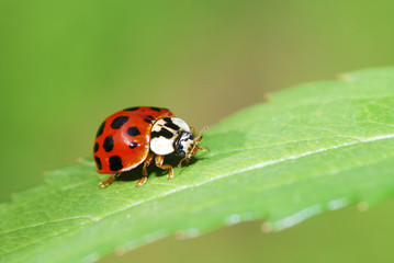 Ladybird