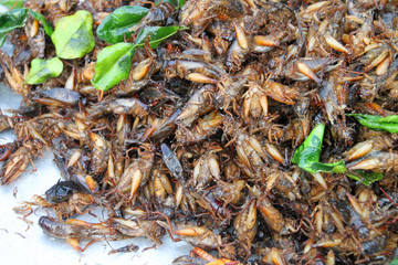 Fried crickets