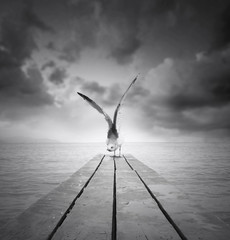 Freedom © vali_111