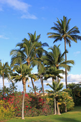 Fototapeta na wymiar Hawaii: Palmen in einem tropischen Garten auf Maui