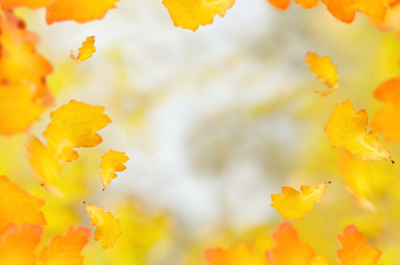 Naklejka na ściany i meble beautiful autumn background with yellow and orange foliage