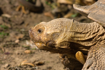 Tartaruga gigante
