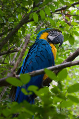 Pappagallo Ara