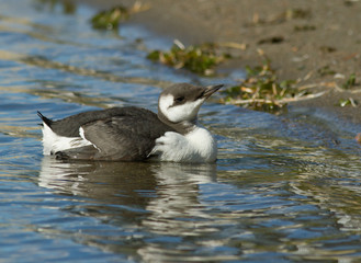 Common Guillemot