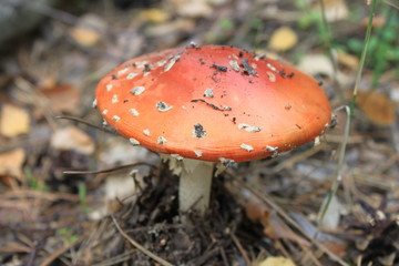 Beautiful red toadstool in autumn forest