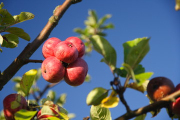 Äpfel auf dem Baum