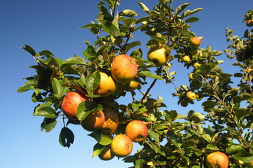 Äpfel auf dem Baum
