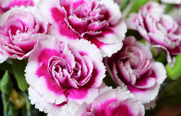 Bi-color carnations