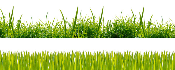 green grass on background
