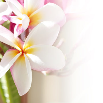 Frangipani Tropical Flower - Plumeria