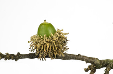 Frucht der Zerreiche
