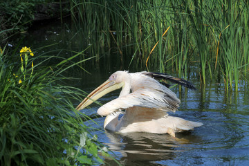 Schwimmender Rosapelikan