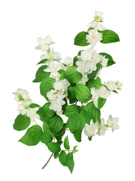 Rameau fleuri de seringat