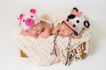 Fraternal twin newborn baby girls wearing pig and cow hats