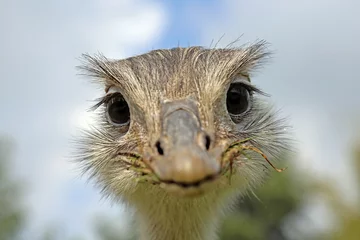 Afwasbaar Fotobehang Struisvogel grappig nanda-portret