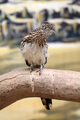 Roadrunner