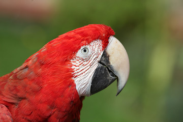 Araportrait
