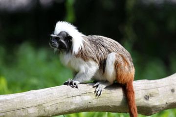 Lisztaffe