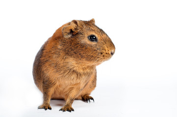 Brown guinea pig isolated on white