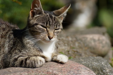 Chillender Stubentiger