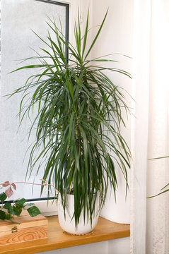 Dracaena Marginata