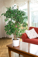 Ficus Benjamina in the Room