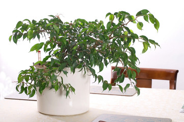 Ficus Benjamina © 7monarda