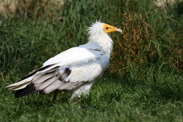 Schmutzgeier