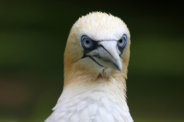 Basstölpelportrait