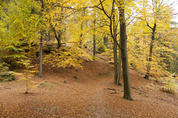 Autumn in forest