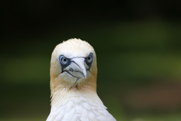 Basstölpelportrait