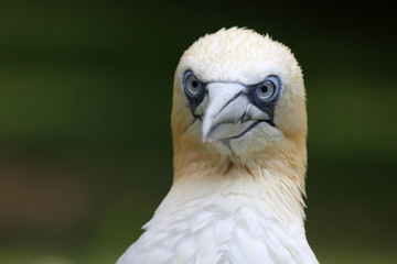 Basstölpelportrait