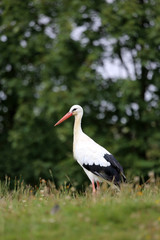 Klapperstorch