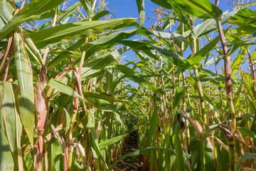 Path through a big cornfield