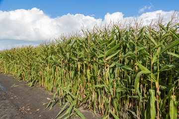 Corn field in the Netherlands