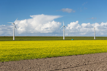 Dutch windturbines behind a yellow coleseed field