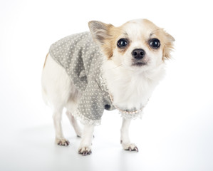 Glamour Chihuahua dog wearing fashion dress with pearl necklace