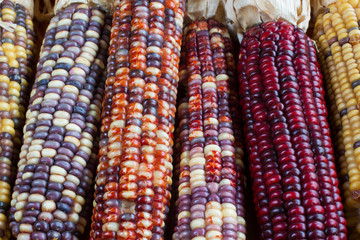 Indian Corn