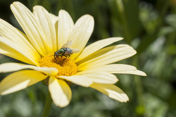 Fototapeta premium Fly in Yellow Flower