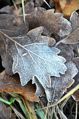 Herbstblatt im Frost