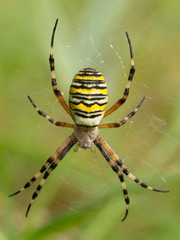 Wespenspinne (Argiope bruennichi)